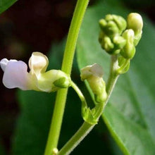 Load image into Gallery viewer, Buskbønne "Golden Goal", Phaseolus coccineus