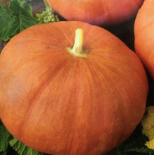 Load image into Gallery viewer, Græskar "Rouge Vif D`etampes", Cucurbita maxima