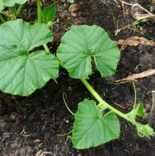Load image into Gallery viewer, Græskar "Rouge Vif D`etampes", Cucurbita maxima
