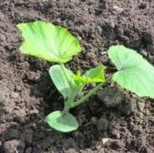 Load image into Gallery viewer, Græskar "Potimarron", Cucurbita maxima