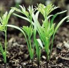 Load image into Gallery viewer, Gulerod "Karlena", Daucus karota L