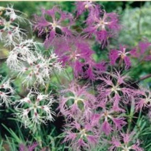 Load image into Gallery viewer, Havenellike Chabaud "Spooky", Dianthus superbus