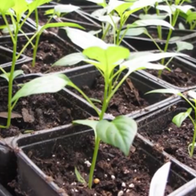 Load image into Gallery viewer, Peberfrugt "Hamik", Capsicum annuum L