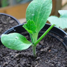 Load image into Gallery viewer, Squash "Di Nizza" Courgette, Cucurbita pepo