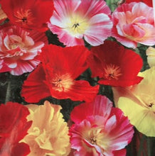 Load image into Gallery viewer, Valmue Kalifornisk MIX "Ballerina", NYHED, Eschscholzia californica