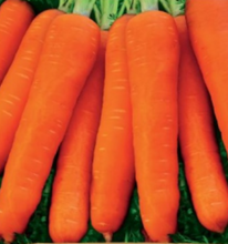 Load image into Gallery viewer, Gulerod "Karlena", Daucus karota L