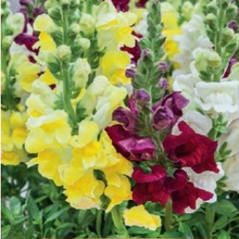 Indlæs billede til gallerivisning Løvemund "Brighton Rock", Antirrhinum majus
