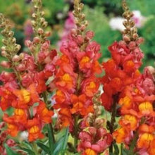 Indlæs billede til gallerivisning Løvemund "Orange Wonder", Antirrhinum majus