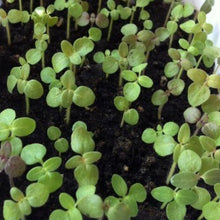 Indlæs billede til gallerivisning Løvemund "Orange Wonder", Antirrhinum majus