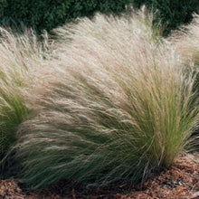 Load image into Gallery viewer, Mosebunke "Goldschleier", Deschampsia caespitos