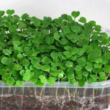 Load image into Gallery viewer, Mikrogrønt mix