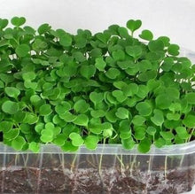 Load image into Gallery viewer, Sød Basilikum, mikrogrønt, Ocimum basilicum L.