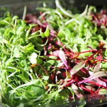 Load image into Gallery viewer, Mikrogrønt mix