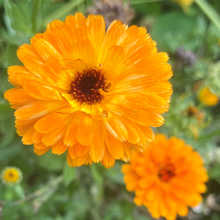 Load image into Gallery viewer, Morgenfrue "Orange", Calendula officinalis