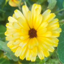 Load image into Gallery viewer, Morgenfrue "Gold", Calendula officinalis