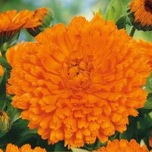 Load image into Gallery viewer, Morgenfrue "Orange Gitana", Calendula officinalis