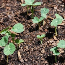 Indlæs billede til gallerivisning Nasturtium "Tip Top Alaska Salmon", Tropaeolum minus