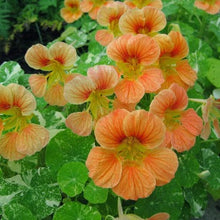Indlæs billede til gallerivisning Nasturtium "Tip Top Alaska Salmon", Tropaeolum minus