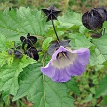 Load image into Gallery viewer, Leanderklokke, Nicandra psysalodes