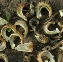 Load image into Gallery viewer, Morgenfrue "Gold", Calendula officinalis