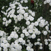 Load image into Gallery viewer, Røllike "The Pearl", Achillea ptarmica