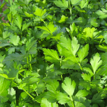 Load image into Gallery viewer, Bredbladet persille "Festival 68", Petroselinum crispum