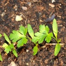 Load image into Gallery viewer, Bredbladet persille "Festival 68", Petroselinum crispum