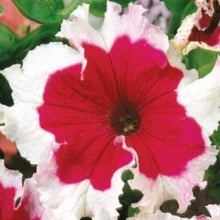 Indlæs billede til gallerivisning Petunia storblomstrende "Karkulka", Petunia grandiflora