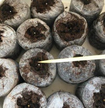 Indlæs billede til gallerivisning Petunia "Balcony" mix