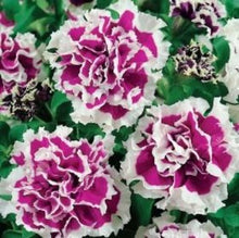Indlæs billede til gallerivisning Petunia "Pirouette Purple" H, Petunia grandiflora