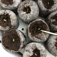 Indlæs billede til gallerivisning Petunia "Balcony" mix