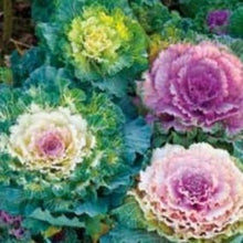 Indlæs billede til gallerivisning Prydkål mix `Fringet Leaves`, Brassica oleracea