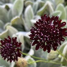 Load image into Gallery viewer, Scabiosa "Black Veil", Scabiosa atropurpurea