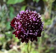 Load image into Gallery viewer, Scabiosa "Black Veil", Scabiosa atropurpurea