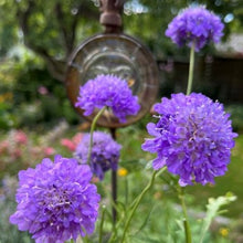 Load image into Gallery viewer, Scabiosa "Lavender Lady", Scabiosa atropurpurea