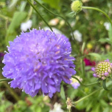 Load image into Gallery viewer, Scabiosa "Lavender Lady", Scabiosa atropurpurea