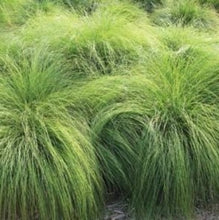 Load image into Gallery viewer, Mosebunke "Goldschleier", Deschampsia caespitos