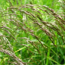 Load image into Gallery viewer, Mosebunke "Goldschleier", Deschampsia caespitos