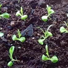 Load image into Gallery viewer, Havenellike Chabaud "Spooky", Dianthus superbus