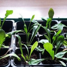 Load image into Gallery viewer, Statice "Lavender", Limonium sinuatum