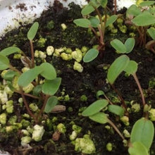 Load image into Gallery viewer, Stjerneskærm "Alba", Astrantia major