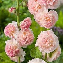 Load image into Gallery viewer, Stokrose "Chater´s Salmon", Alcea rosea