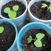 Load image into Gallery viewer, Stokrose "Chater´s Salmon", Alcea rosea