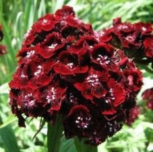 Load image into Gallery viewer, Studenternellike "Black Magic", Dianthus barbatus