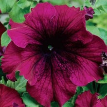 Indlæs billede til gallerivisning Petunia Grandiflora "Touha" H, Petunia grandiflora