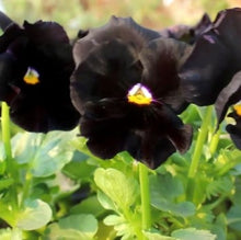 Load image into Gallery viewer, Stedmoderblomst "Black King" NYHED. Viola wittrockiana