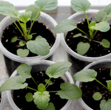 Load image into Gallery viewer, Stedmoderblomst "Black King" NYHED. Viola wittrockiana