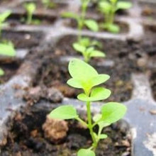 Load image into Gallery viewer, Blue Mink "Blue Mink", Ageratum houstonianum
