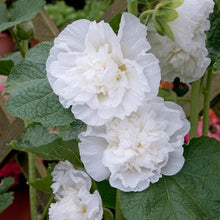 Load image into Gallery viewer, Stokrose "Chater`s White", Alcea rosea