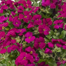 Load image into Gallery viewer, Blåpude "Purple Cascade", Aubrietia cultorum